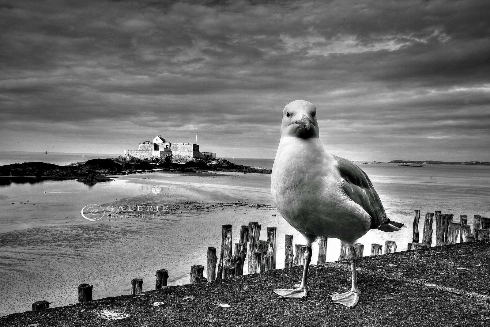 regard marin - saint malo - Photographie Photographies par thématiques Galerie Sébastien Luce