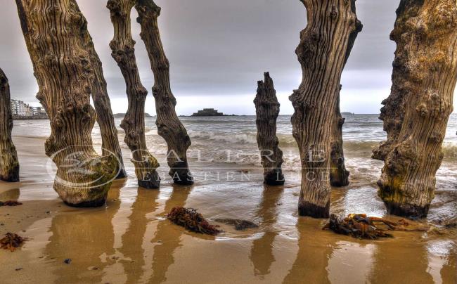 Ecorce Marine - Saint Malo - Photographie Photographies d'art en édition limitée Galerie Sébastien Luce