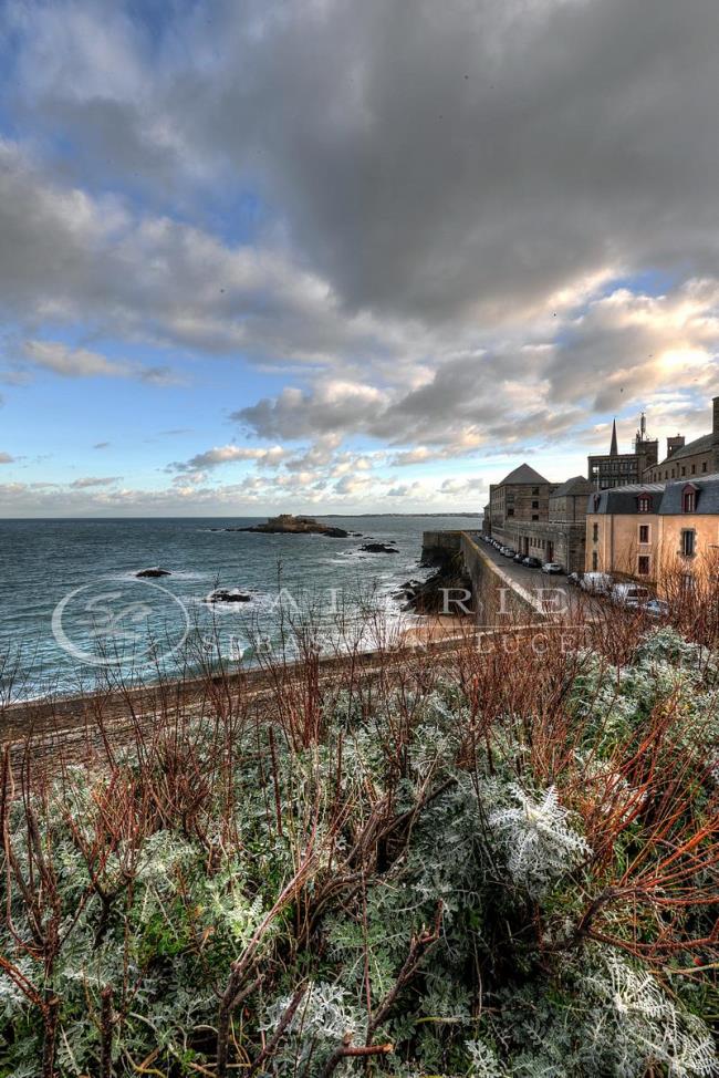 Algue Terrestre - St Malo - Photographie Photographies par thématiques Galerie Sébastien Luce