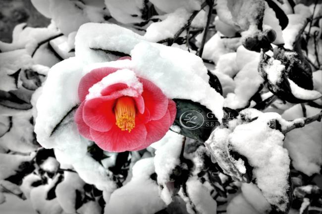 Fleur d hiver - Saint Malo  - Photographie Photographies d'art en édition limitée Galerie Sébastien Luce