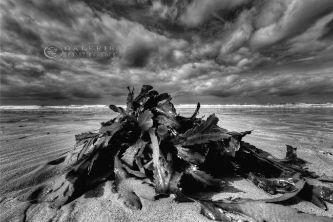 Offrande Marine - Photographie Photographies par thématiques Galerie Sébastien Luce