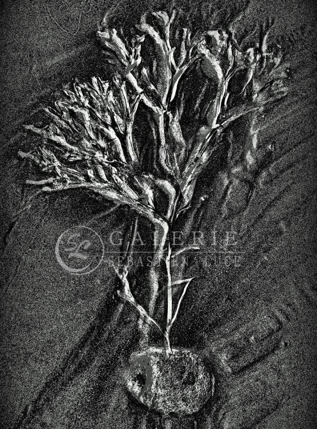 Arbre Marin - Photographie Photographies d'art en édition limitée Galerie Sébastien Luce