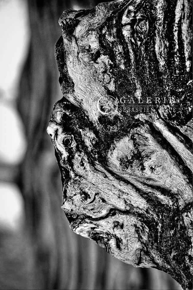 Portrait de Brise-Lames - Photographie Photographies par thématiques Galerie Sébastien Luce