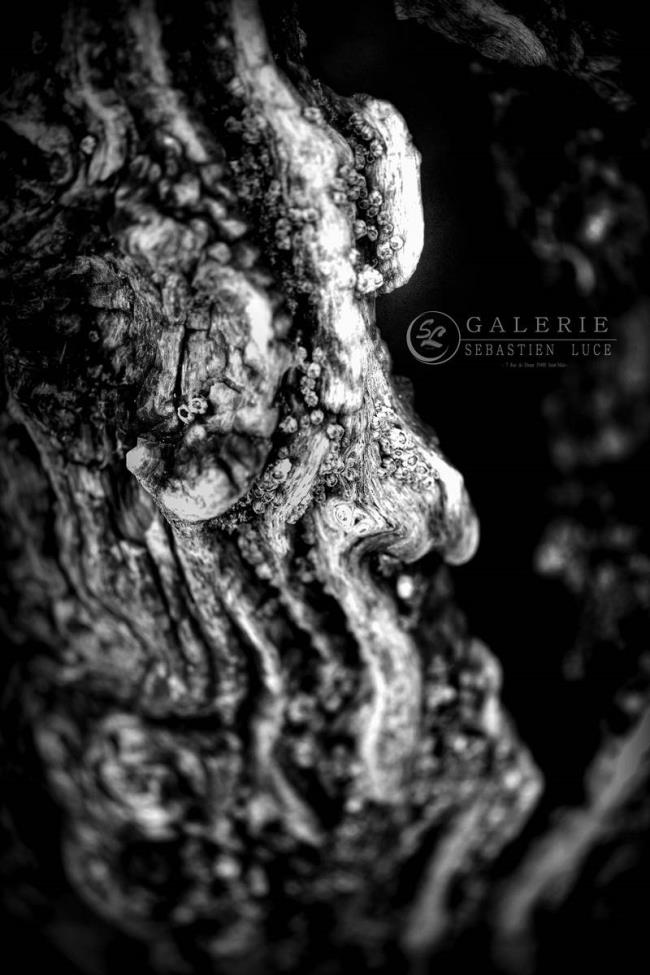 âme Malouine - Photographie Photographies par thématiques Galerie Sébastien Luce