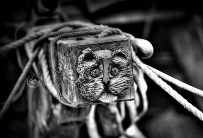 Chat des Mers - Photographie Photographies par thématiques Galerie Sébastien Luce