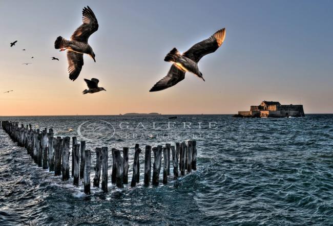 Prendre son envol - Photographie Photographies d'art en édition limitée Galerie Sébastien Luce