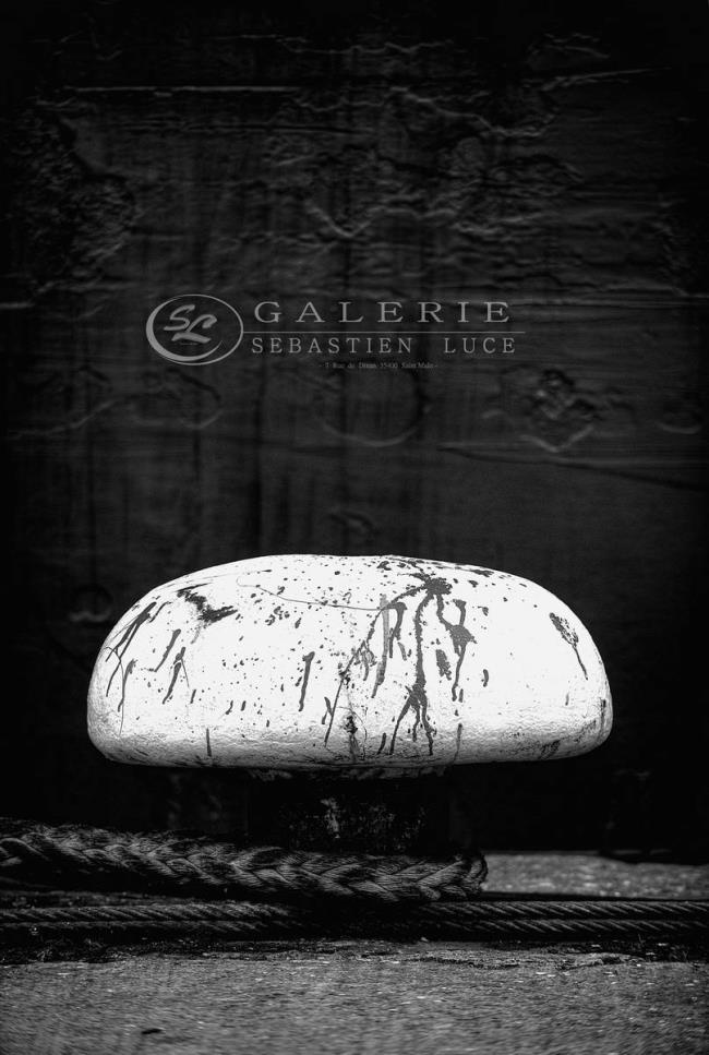 Champignon Marin - Photographie Photographies par thématiques Galerie Sébastien Luce