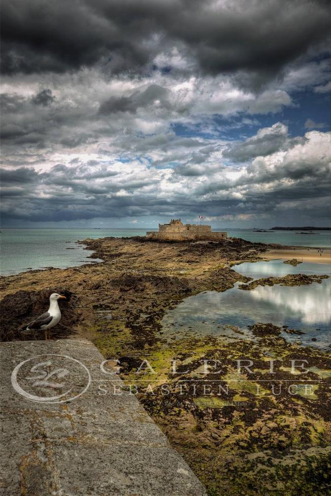 esprit animal - St Malo - Photographie Photographies par thématiques Galerie Sébastien Luce