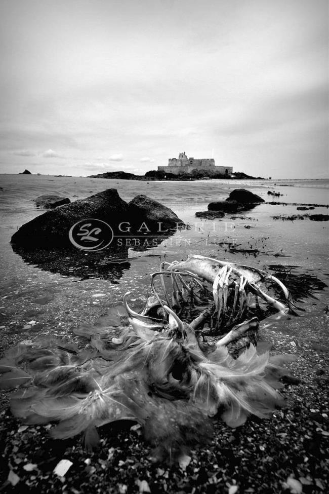 Tomber sur un os - Photographie Photographies par thématiques Galerie Sébastien Luce