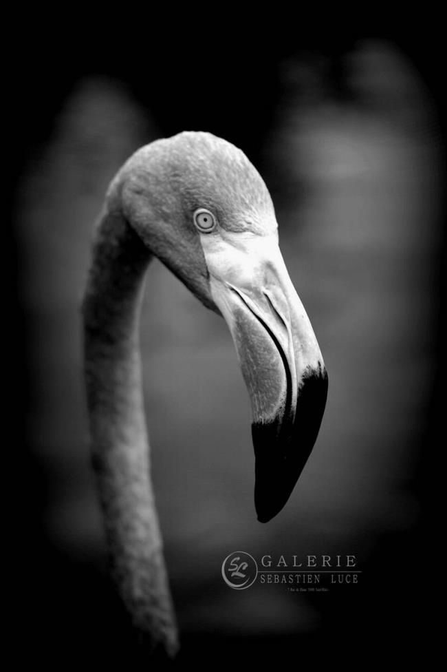 Flamingo - Photographie Photographies d'art en édition limitée Galerie Sébastien Luce
