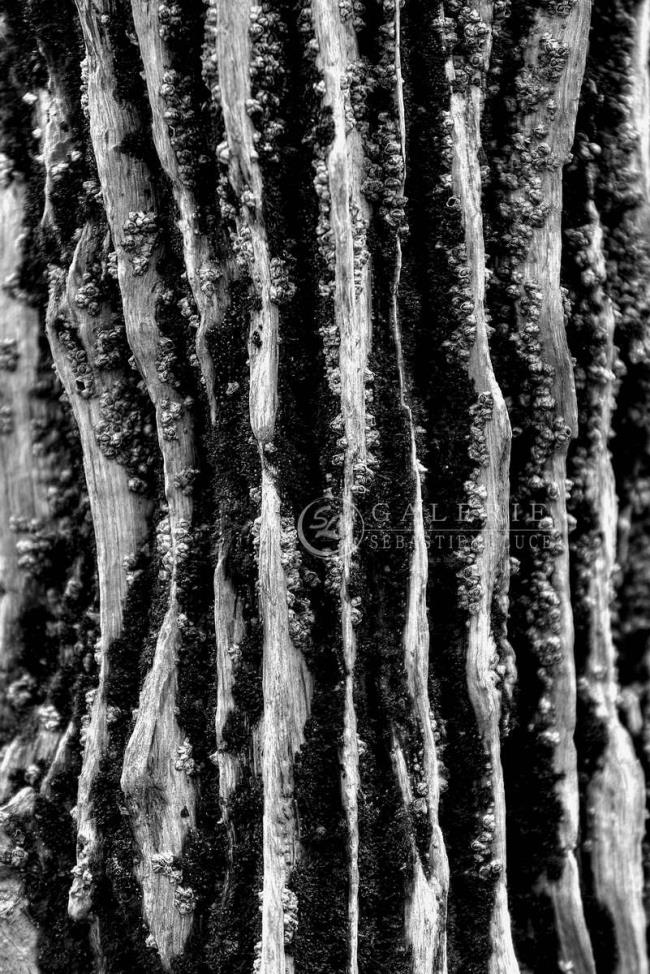 Rides salées - Brise-Lames - Photographie Photographies par thématiques Galerie Sébastien Luce