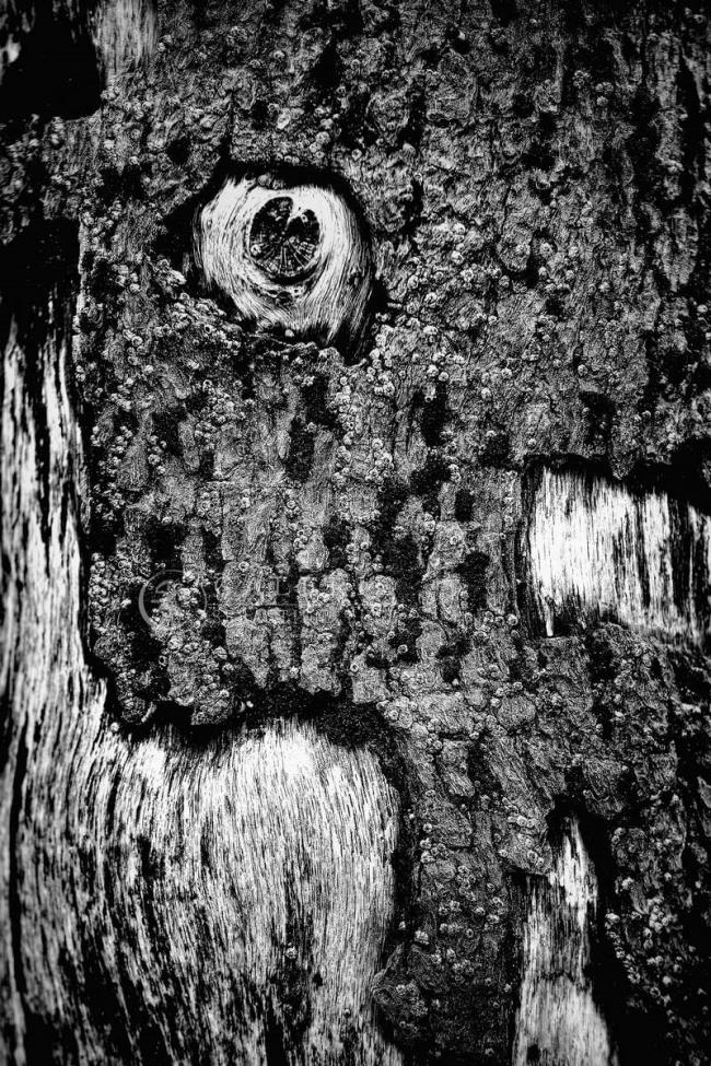 Le Cri - Saint Malo - Photographie Photographies d'art en édition limitée Galerie Sébastien Luce