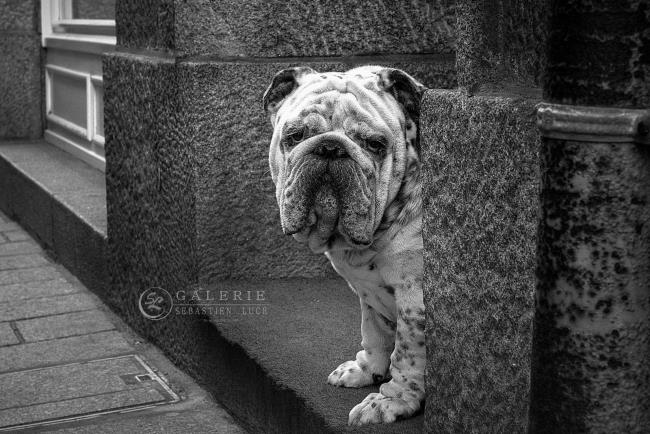  Bulldog Anglais - St Malo  - Photographie Photographies d'art en édition limitée Galerie Sébastien Luce