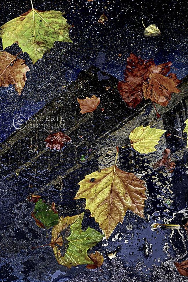 Automne - Photographie Photographies d'art en édition limitée Galerie Sébastien Luce