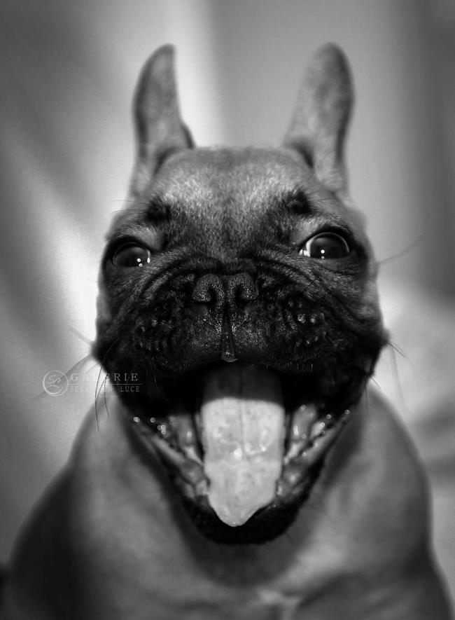 French Bulldog - Photographie Photographies d'art en édition limitée Galerie Sébastien Luce