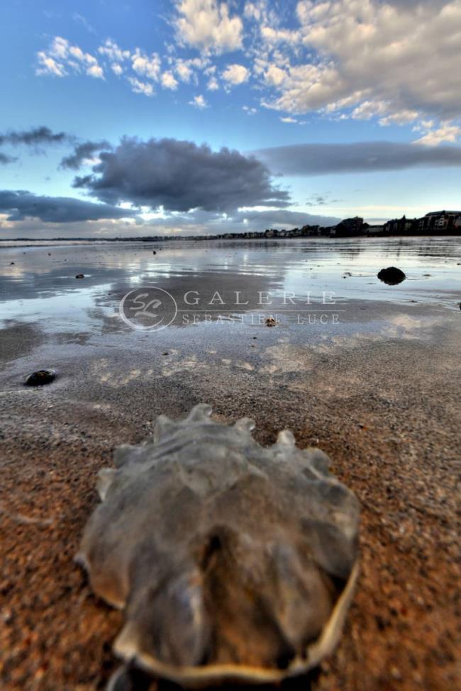 Cristal Marin - St Malo - Photographie Photographies d'art en édition limitée Galerie Sébastien Luce