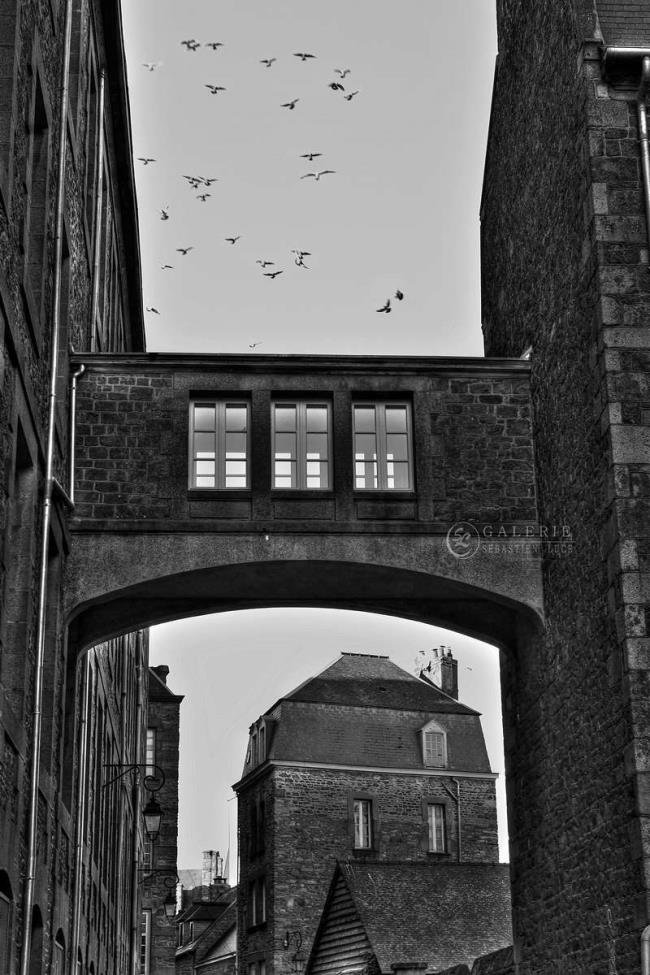 Les Oiseaux - Photographie Photographies par thématiques Galerie Sébastien Luce