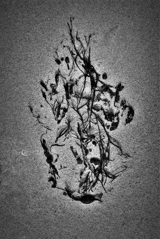 Végétal - Photographie Photographies d'art en édition limitée Galerie Sébastien Luce