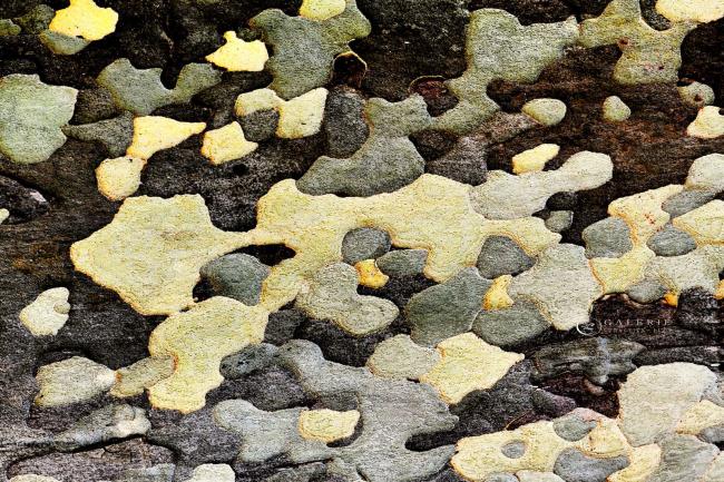 Ecorce de vie - Nature - Photographie Photographies d'art en édition limitée Galerie Sébastien Luce