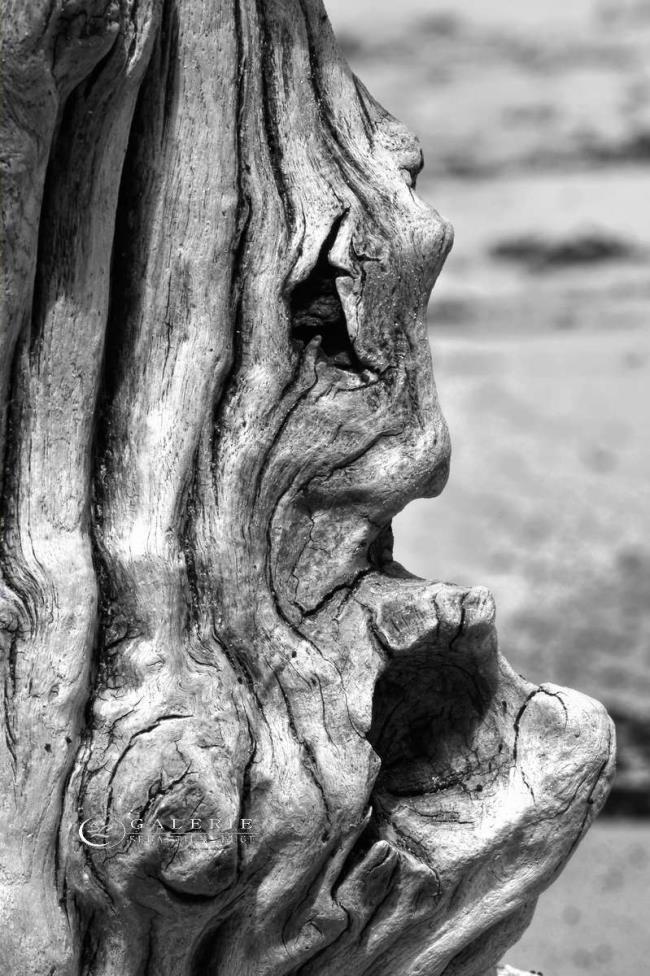 le cri - brise-lames  - Photographie Photographies d'art en édition limitée Galerie Sébastien Luce