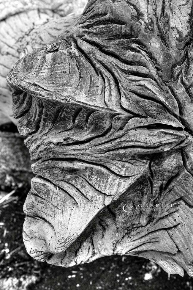 Ecorce de mer - Photographie Photographies par thématiques Galerie Sébastien Luce