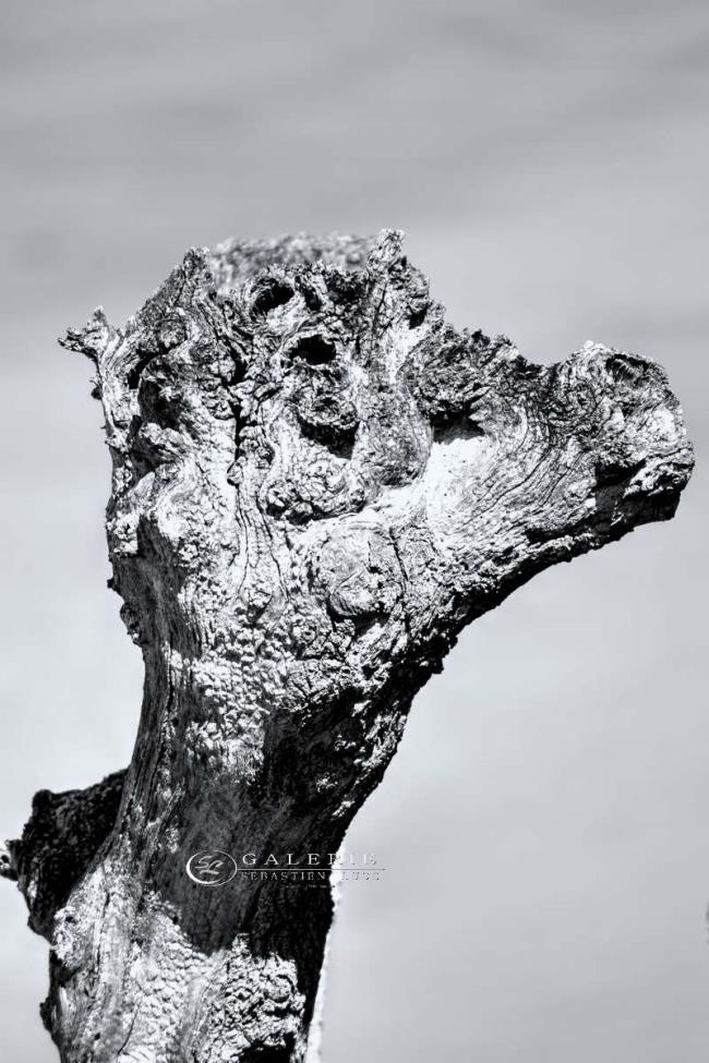 Chameau - Saint Malo - Photographie Photographies par thématiques Galerie Sébastien Luce