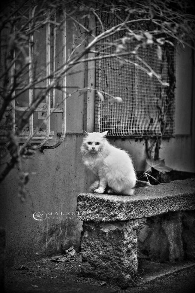 aristochat malouin  - Photographie Photographies par thématiques Galerie Sébastien Luce