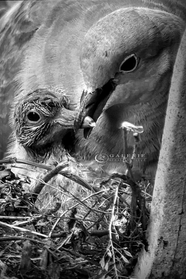 Clouer le bec - Saint Malo - Photographie Photographies d'art en édition limitée Galerie Sébastien Luce