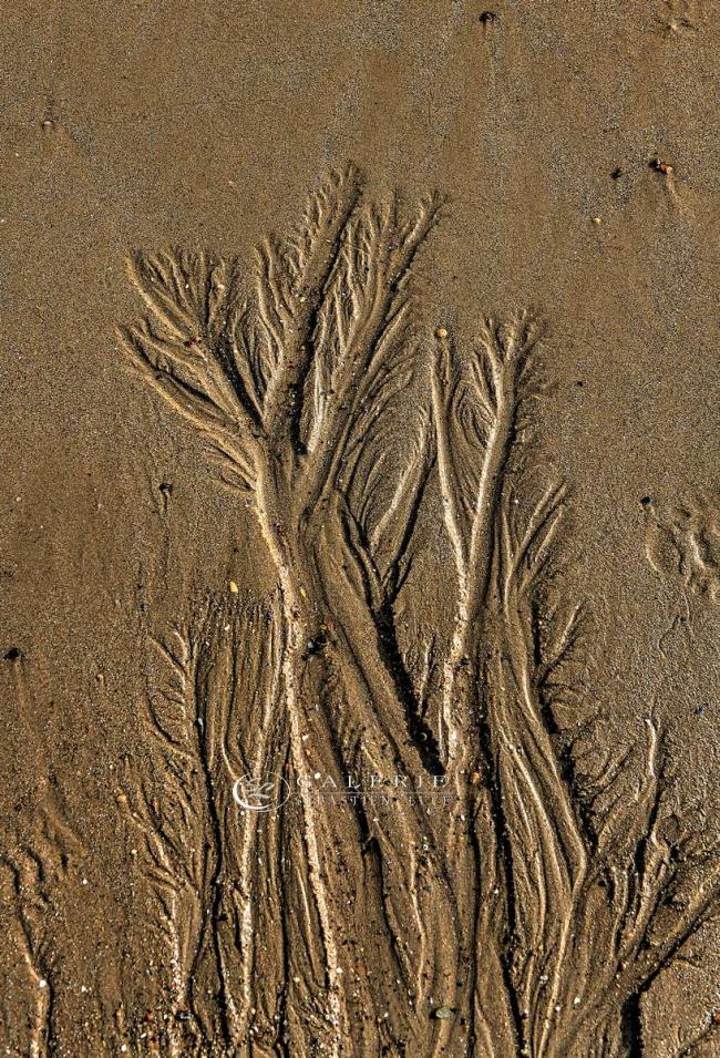 Rides de sel - Saint Malo - Photographie Photographies d'art en édition limitée Galerie Sébastien Luce