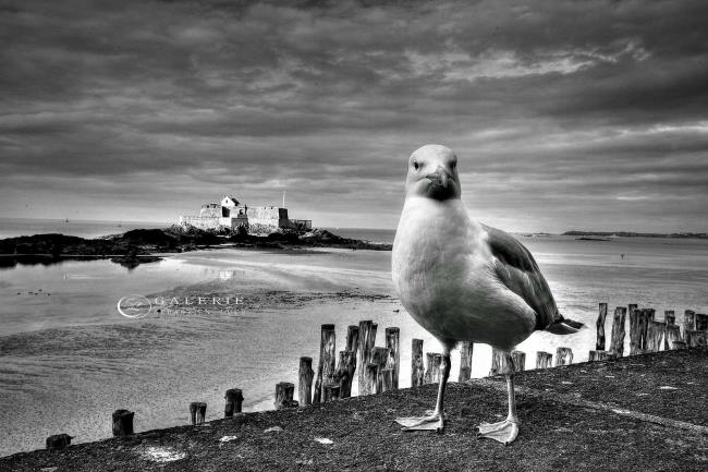 regard marin - saint malo - Photographie Photographies par thématiques Galerie Sébastien Luce