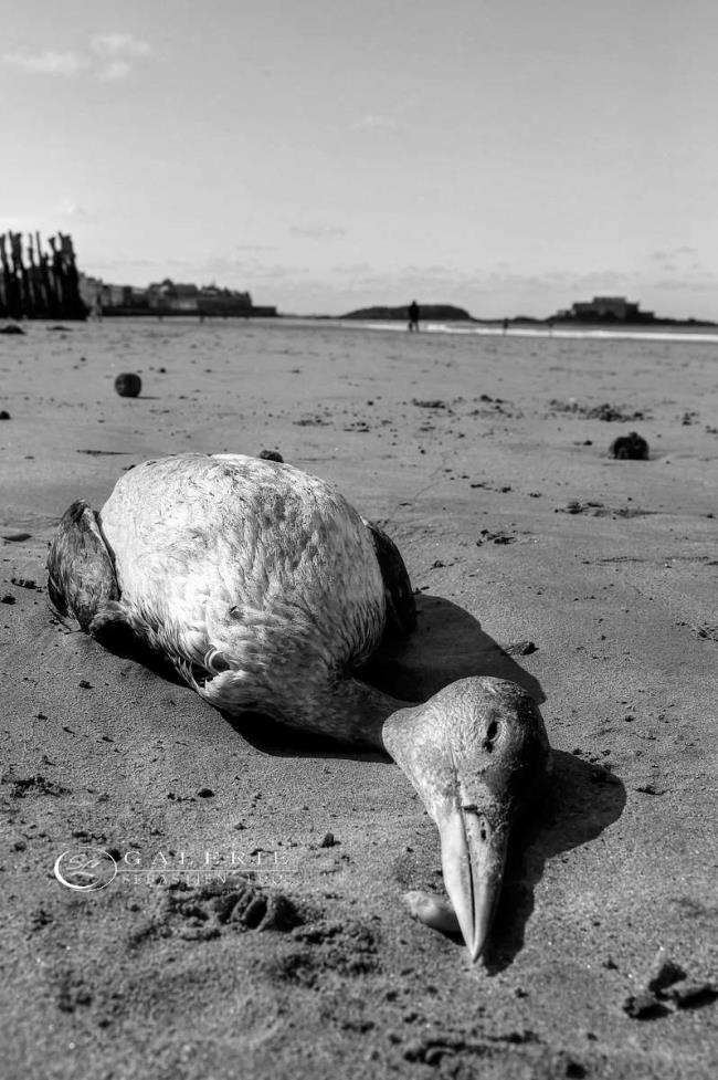 Le Dernier voyage - saint malo - Photographie Photographies par thématiques Galerie Sébastien Luce