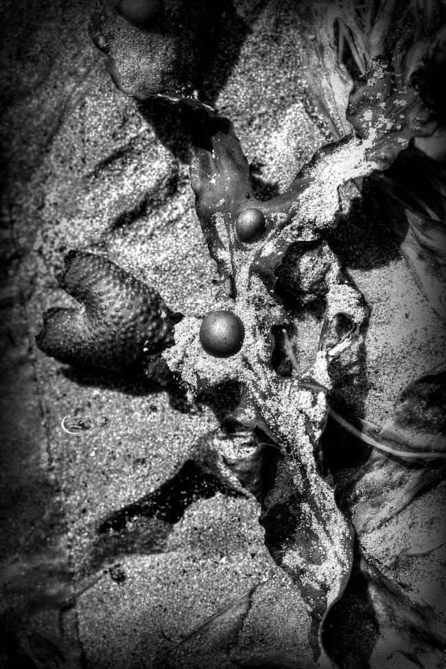 Art iodé - Saint Malo  - Photographie Photographies d'art en édition limitée Galerie Sébastien Luce