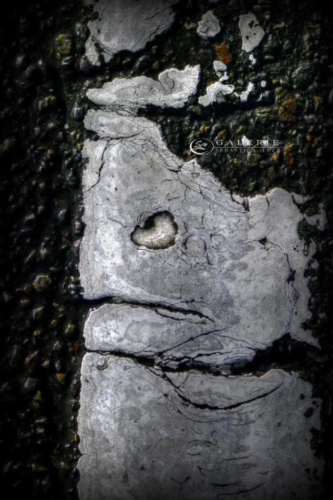 Aiglon de bretagne - Photographie Photographies d'art en édition limitée Galerie Sébastien Luce